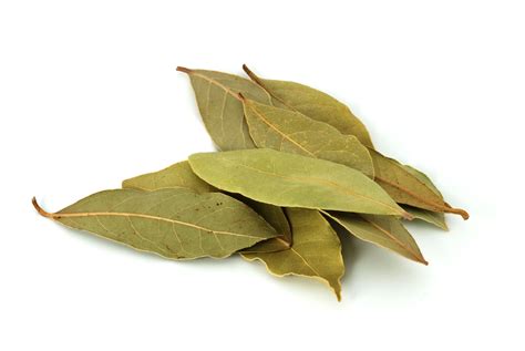 bay leaf in English .